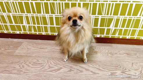 ドリスちゃん1枚目